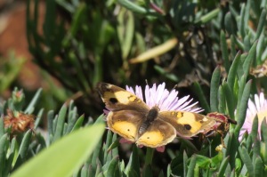 Butterfly in Nairobi